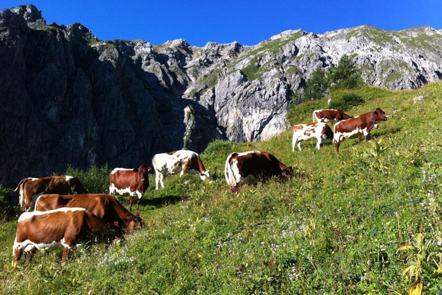 Aignerhof Leilighet Flachau Eksteriør bilde